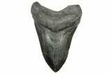 Fossil Megalodon Tooth - South Carolina River Meg #264543-1